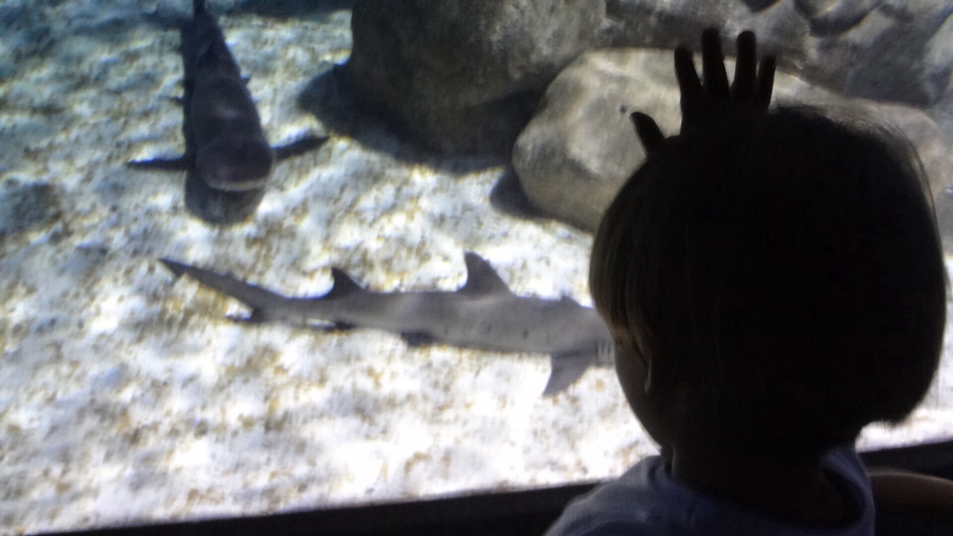 Autismo e o segundo luto!